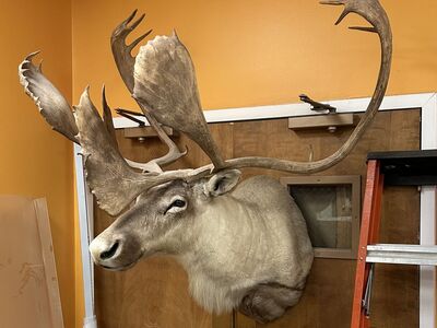 Caribou Head Trophy Mount Taxidermy Wall Antlers