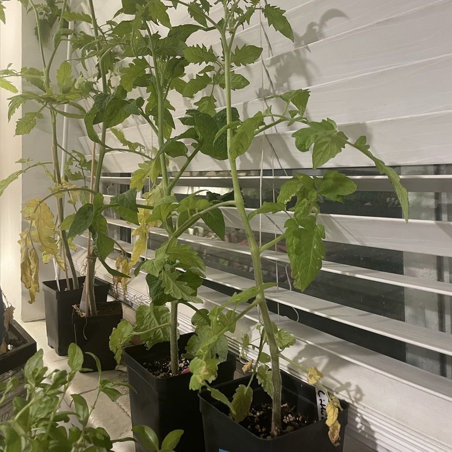 5 Healthy Tomato Plants