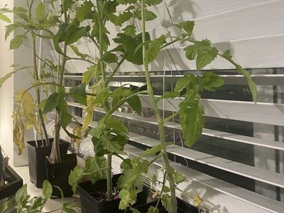 5 Healthy Tomato Plants