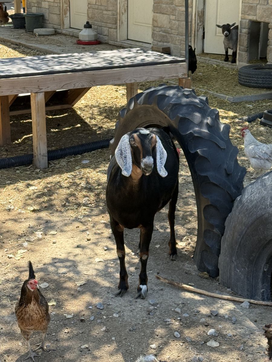 Registered purebred Nubian does