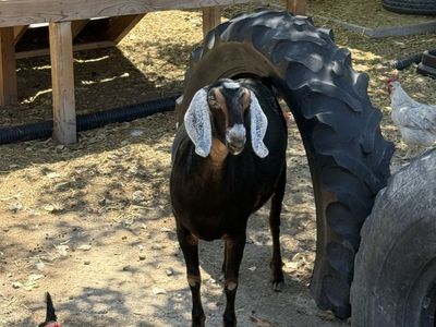 Registered purebred Nubian does