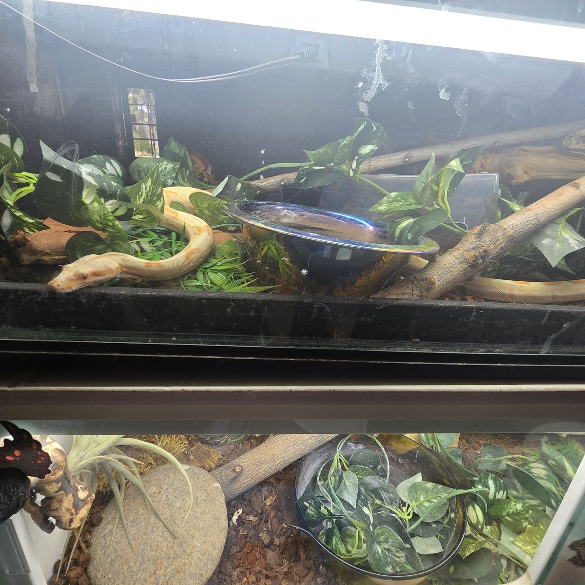 Sunglow and Bolivian Boa