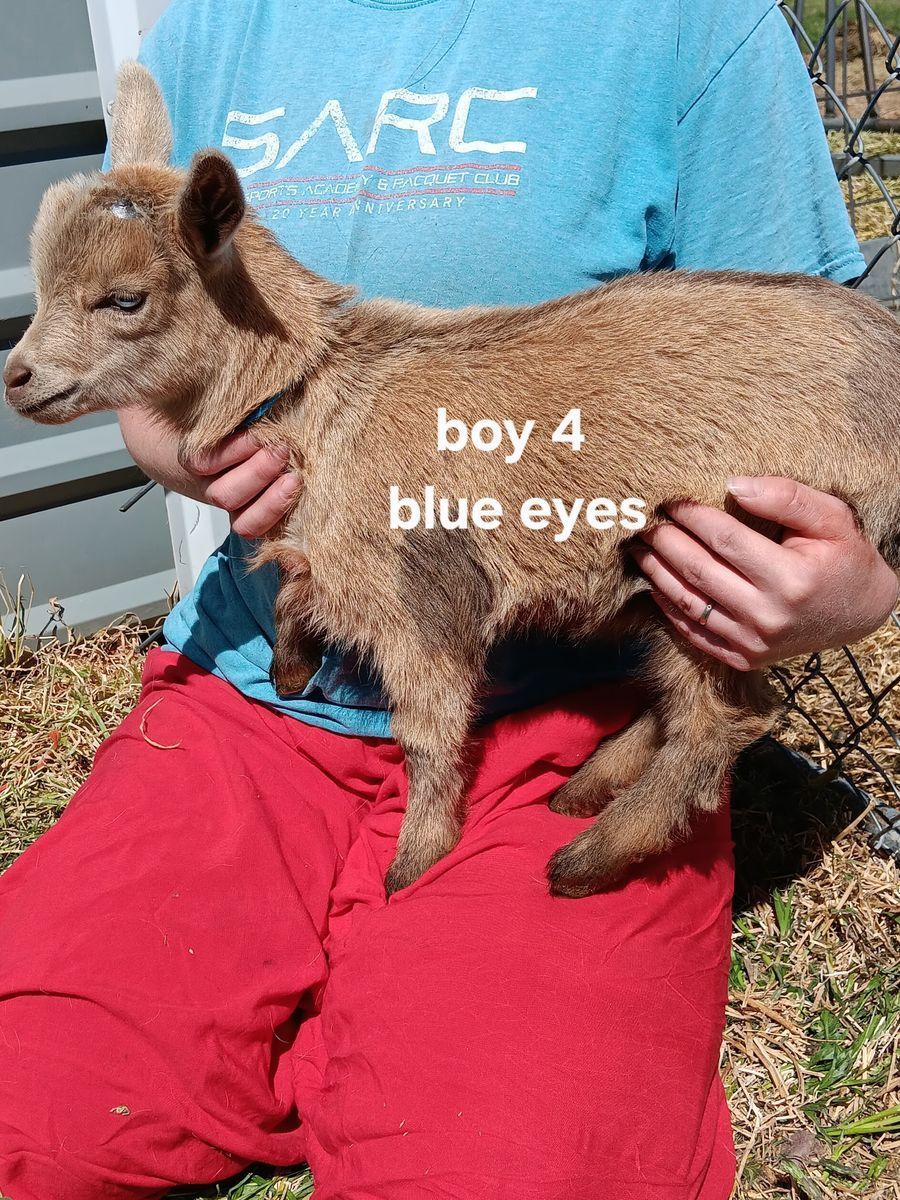 Nigerian dwarf goat kids