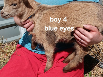 Nigerian dwarf goat kids