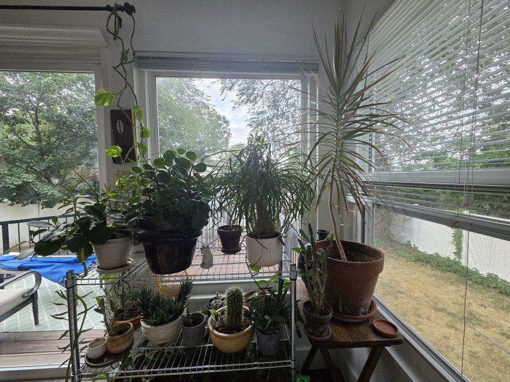 Assorted Live Indoor Houseplants Lot Including Monstera, Baby Rubber, Philodendron, Succulent, hanging golden pathos.