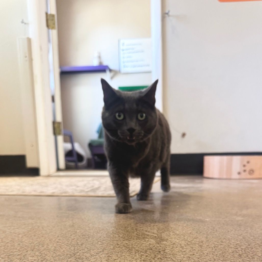 Hello my name is Ladybird