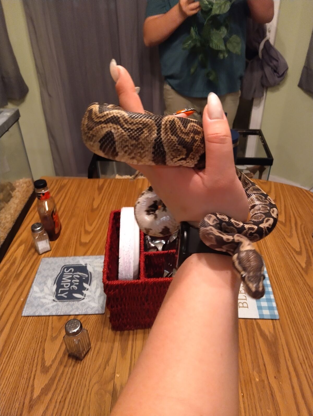 Pet Ball Python