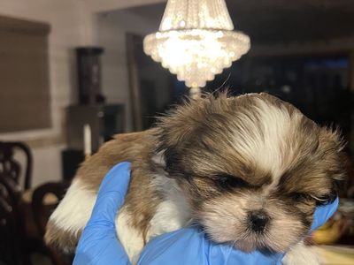 Pure Bred Shih Tzu Puppies