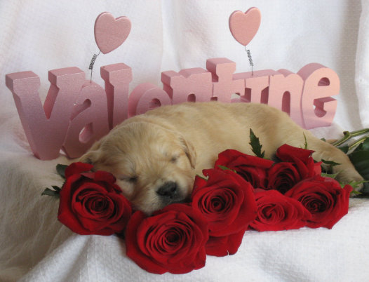 Premium Golden Retriever Breeding Program For Sale