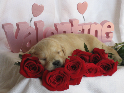 Premium Golden Retriever Breeding Program For Sale