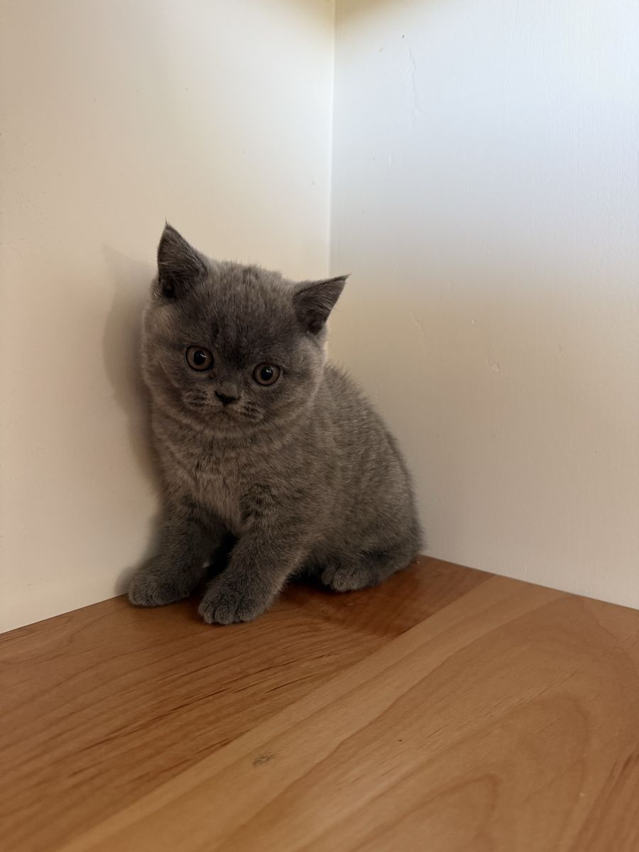 British Shorthair