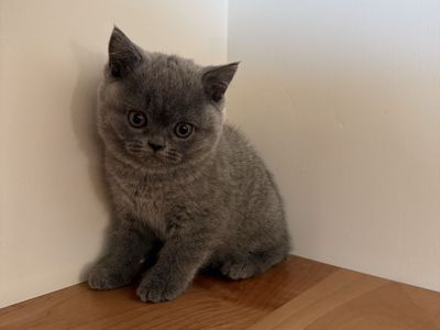 British Shorthair
