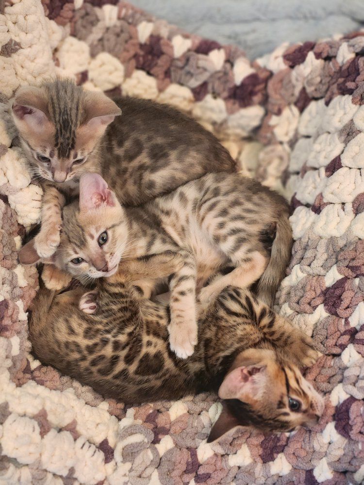 Adorable Bengal Kittens - Young, Playful, and Ready for a Loving Home!