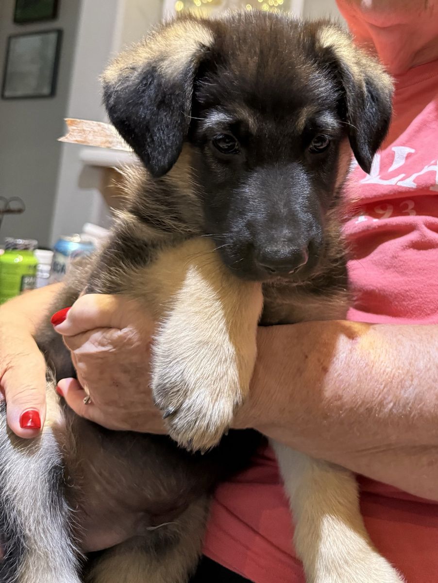 AKC German Shepherds