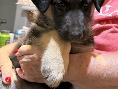 AKC German Shepherds