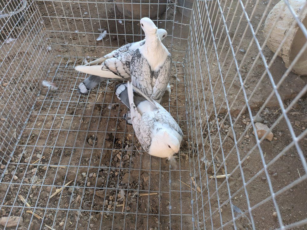 pigeons