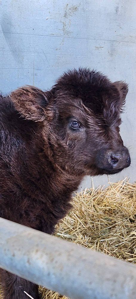 Yearling purebred yearling heifer
