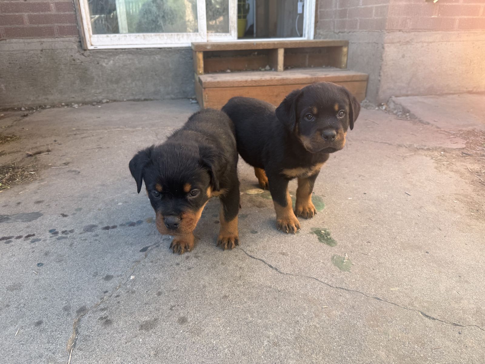 Purebred akc Rottweiler
