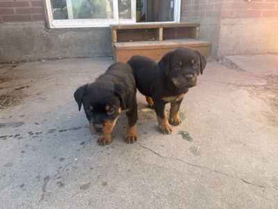 Purebred akc Rottweiler