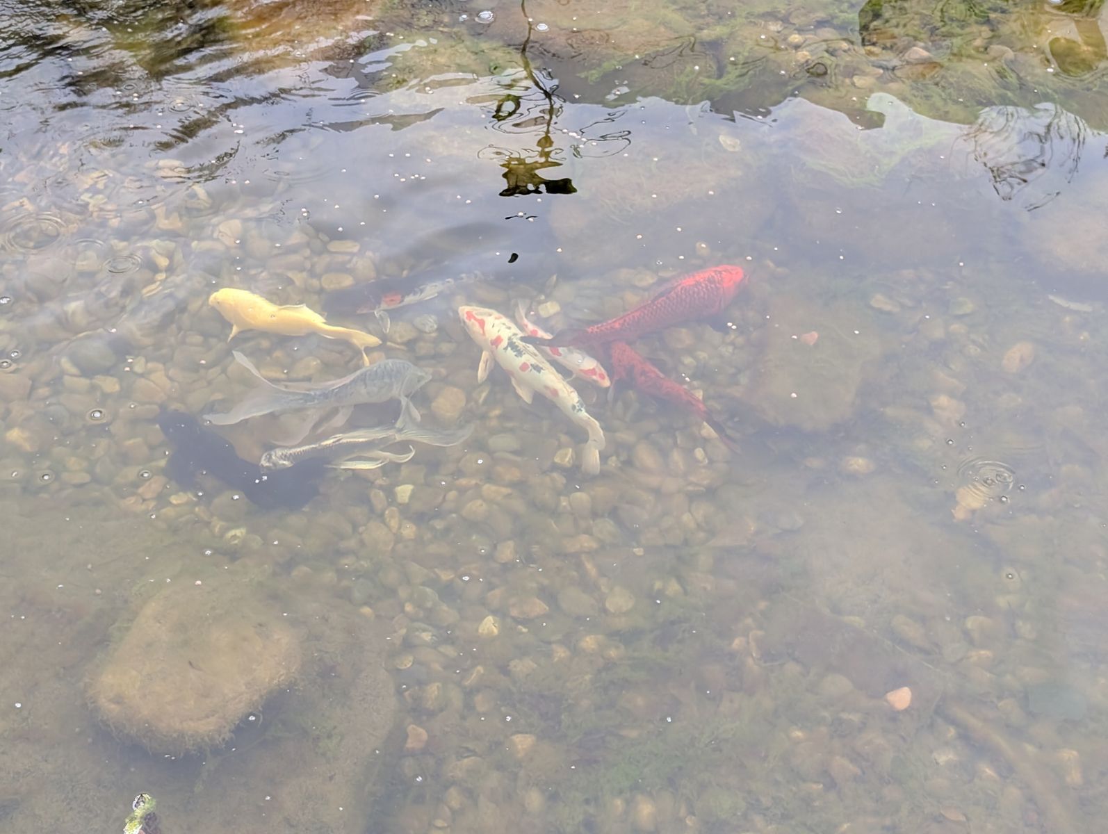 Koi Fish and Pond Supplies