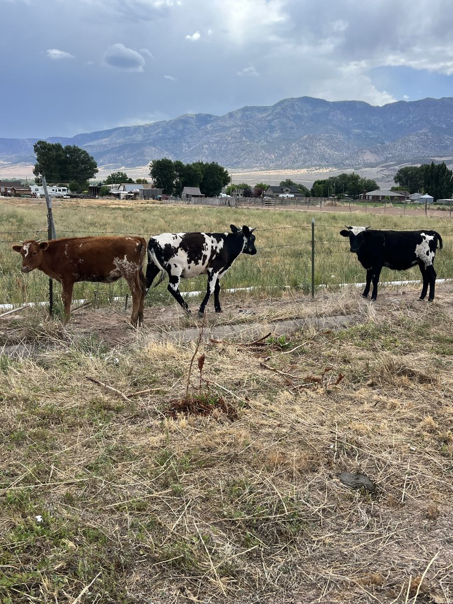 Long Horn / Holstein Cross Heifer Calves