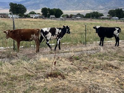 Long Horn / Holstein Cross Heifer Calves
