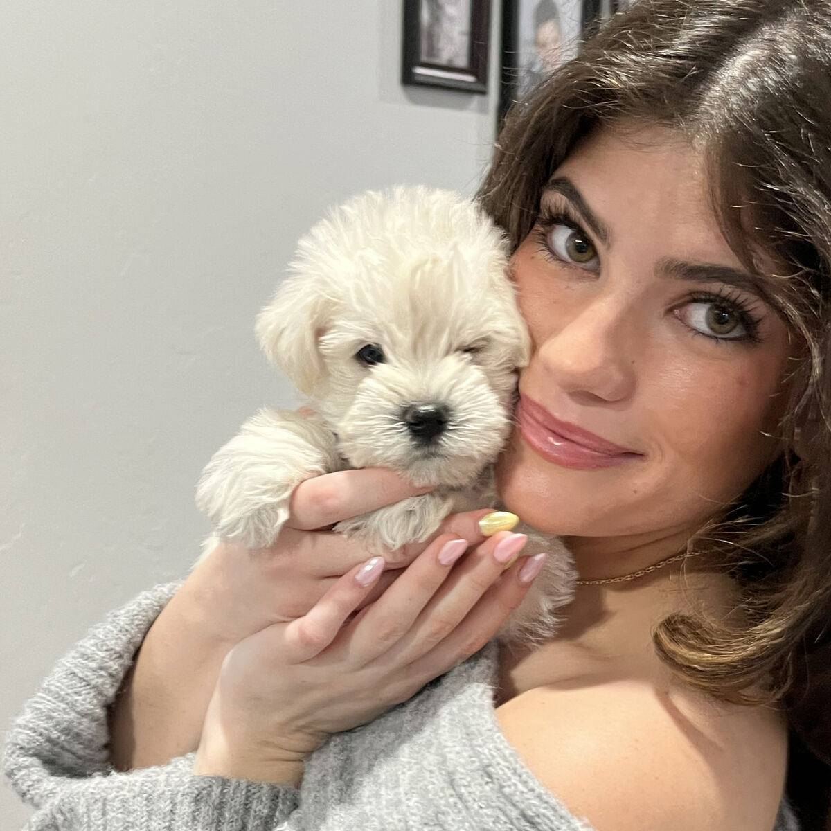 Miniature Schnauzer Puppies AKC Registered