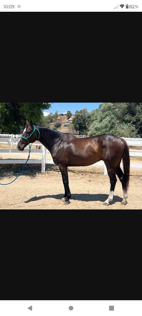 Beautiful horse for sale