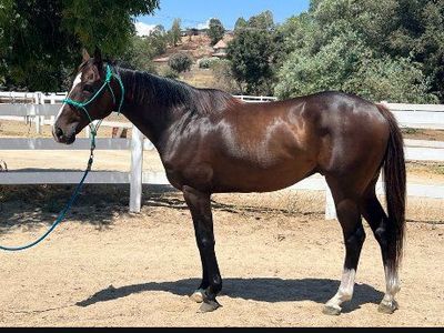 Beautiful horse for sale