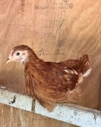 Novogen Pullets