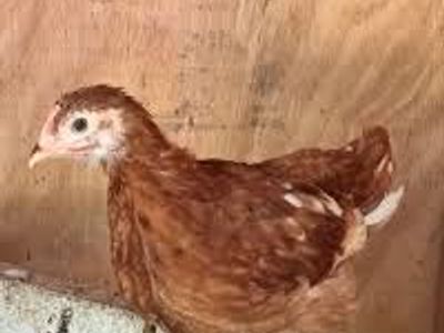 Novogen Pullets