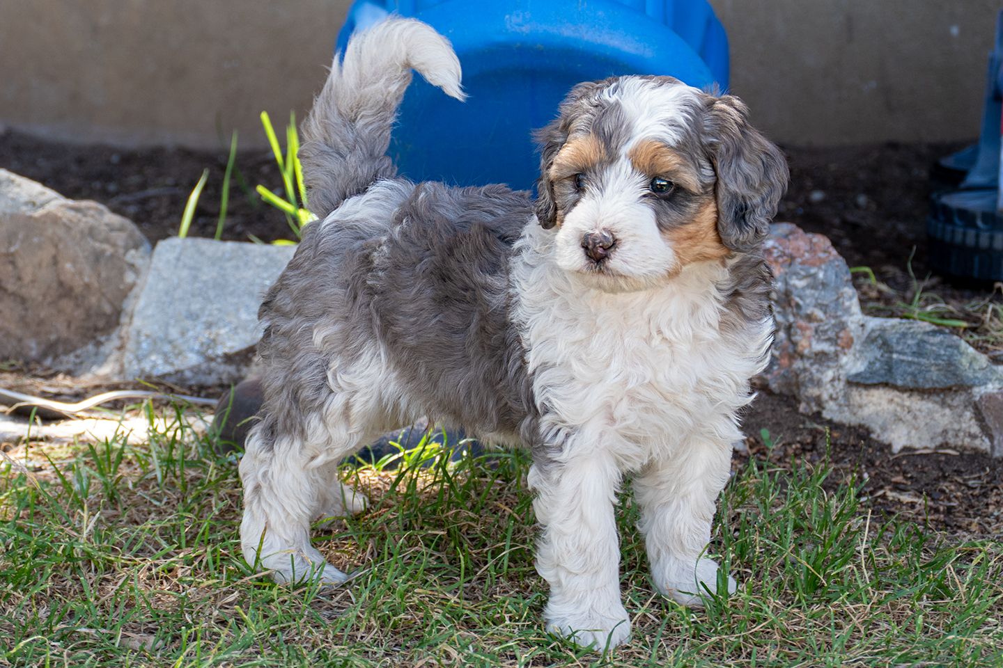 8 week old Bernedoodle pups! 6 week old Goldendoodle pups!