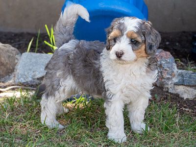 8 week old Bernedoodle pups! 6 week old Goldendoodle pups!