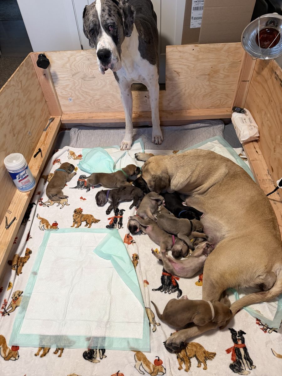 Daniff puppies. (English Mastiff and Great Dane)