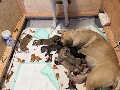 Daniff puppies. (English Mastiff and Great Dane)