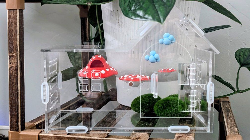 Jumping spider enclosure and accessories with Male bold jumping spider
