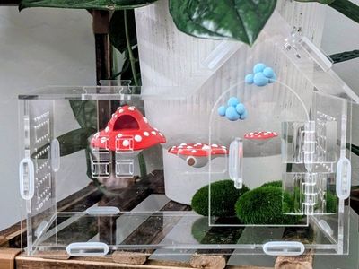 Jumping spider enclosure and accessories with Male bold jumping spider