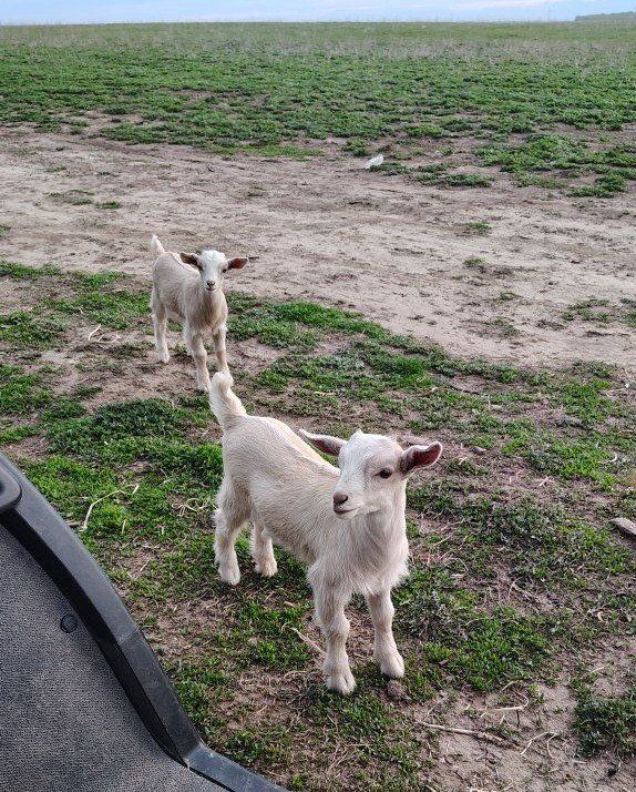 baby goats and adult for sale