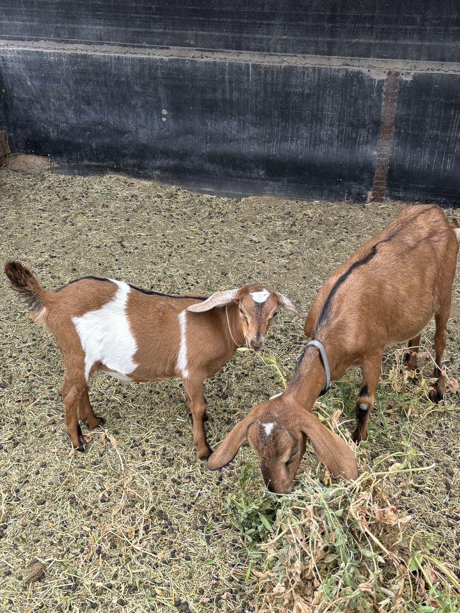 Mini Nubian yearling doe and doeling pair.