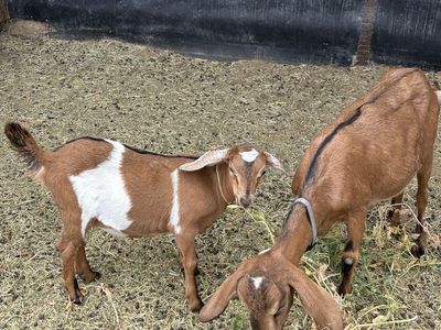 Mini Nubian yearling doe and doeling pair.
