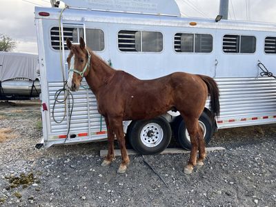 18 year old Sorting Gelding