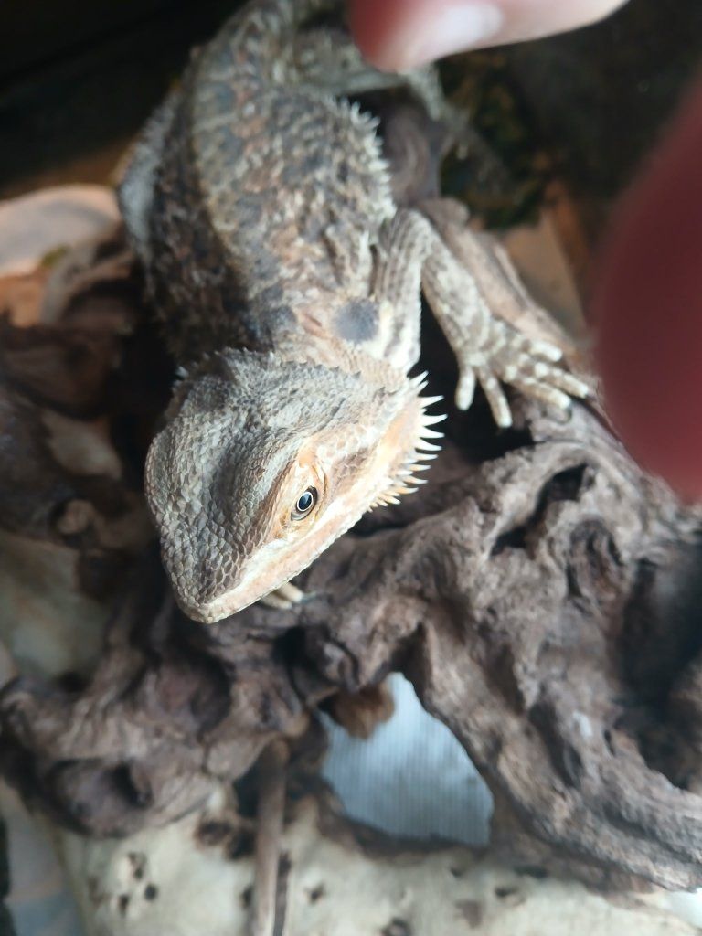 Bearded Dragon Lizard for Sale