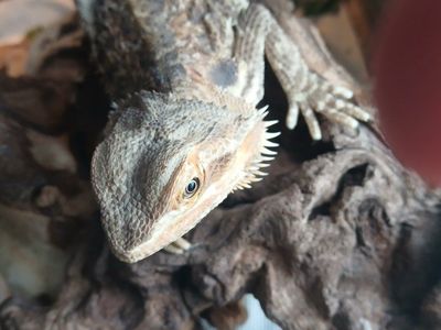 Bearded Dragon Lizard for Sale