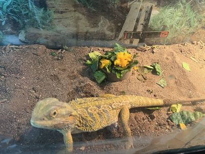 Bearded Dragon And Tank