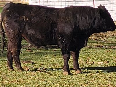 Black Angus bull for lease