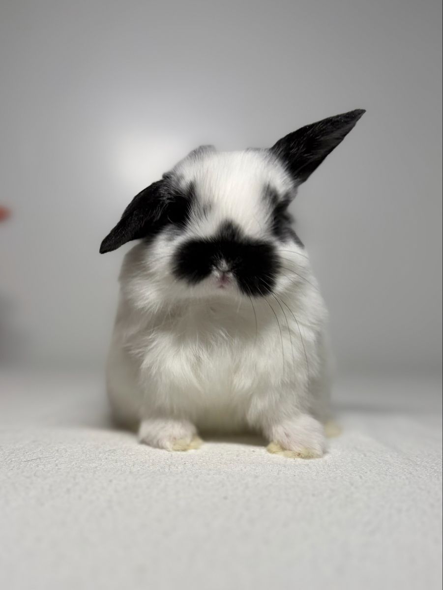 Holland Lop Doe