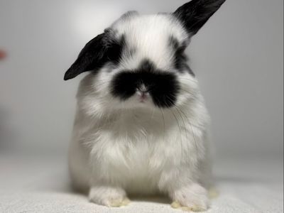 Holland Lop Doe