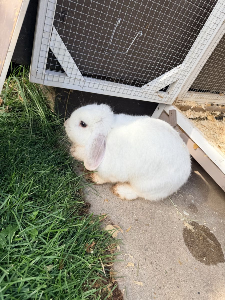 Holland lop female