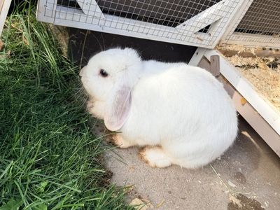 Holland lop female