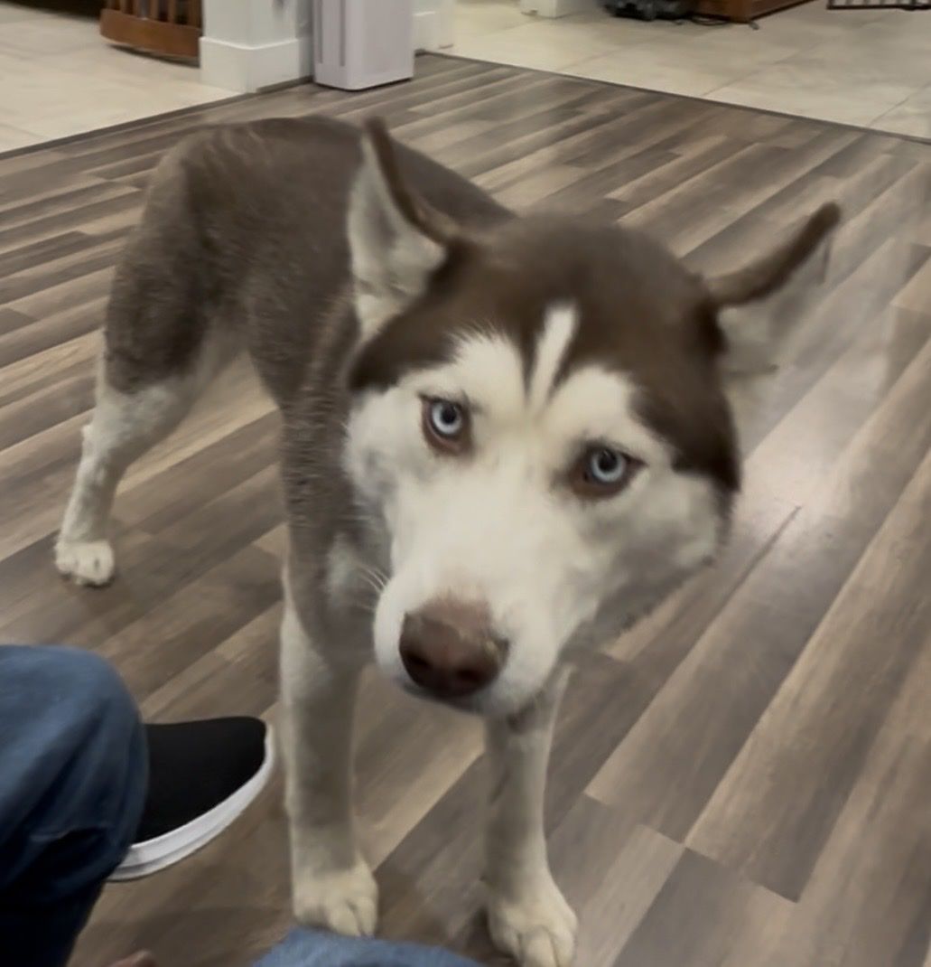 Pomsky